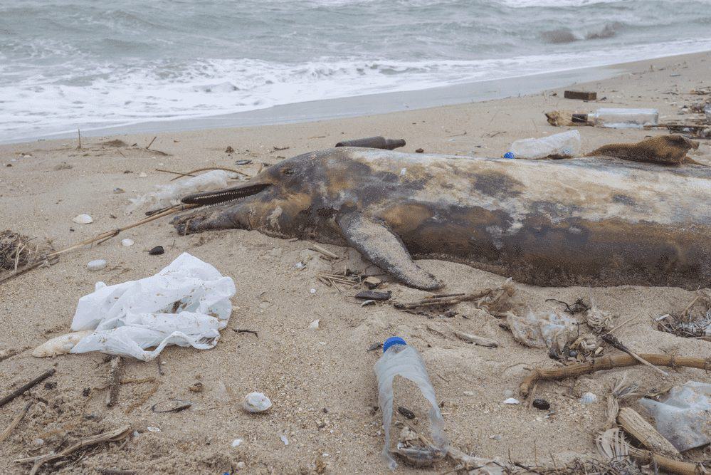 15 Möglichkeiten, die Plastikverschmutzung zu reduzieren